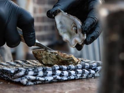 Производство устриц на Кубани за год сократилось вдвое из-за санкций