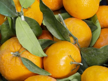 Сладкие спелые мандарины - на ярмарках выходного дня