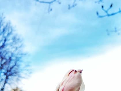 В Анапе&nbsp;зацвела магнолия