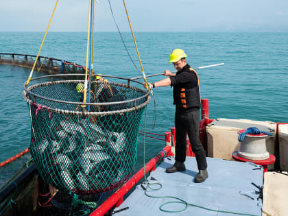 Глава курорта Алексей Копайгородский оценил перспективы развития производства в Сочи черноморской форели