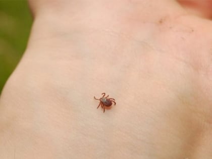 В Песчанокопском районе выявлен первый заболевший КГЛ