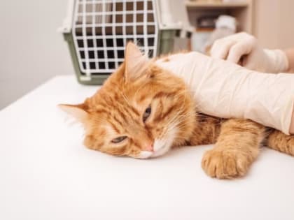 Россияне рассказали, сколько денег тратят на лечение своих питомцев