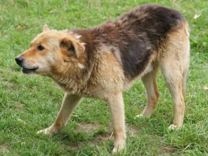 24 апреля в Пластуновском сельском поселении будет организован отлов бездомных собак