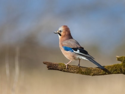 В одном из дворов Новороссийска поселилась мяукающая птица