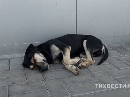 Тихорецк на страже здоровья: бесплатные прививки от бешенства
