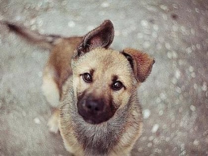 Отлов бездомных собак в Пластуновском сельском поселении