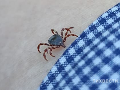 В Тихорецком районе клещи не отступают