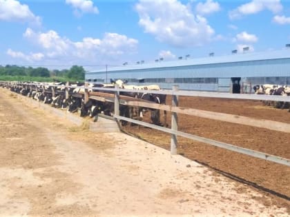 Сельхозпредприятие Тихорецкого района подвело итоги реализации нацпроекта «Производительность труда»