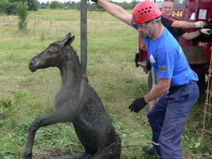 В Лабинске спасатели вытащили жеребенка, упавшего в колодец