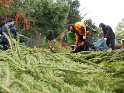 В Сочи пройдет экологическая акция «Елку в переработку»