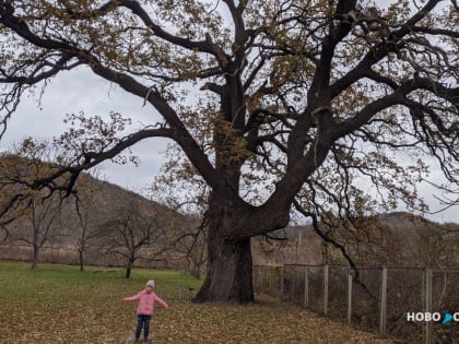 Под Новороссийском деятельность человека может повредить уникальной дубовой роще. Возможно ли мирное сосуществование?