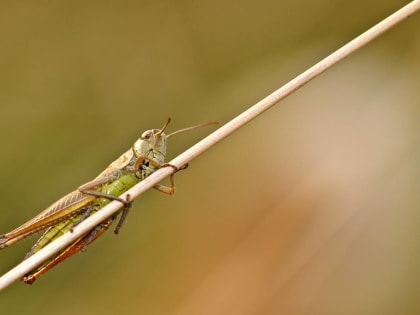 На Кубань обрушились тучи саранчи