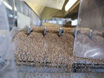 На «Прямой линии» губернатора обсудили развитие семеноводства на Кубани