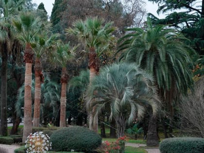 На улицах Сочи к началу курортного сезона высадят 125 вашингтоний