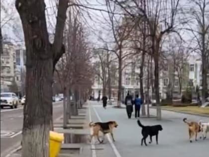 С начала года в полицию Краснодара поступило 127 сообщений об укушенных собаками людях