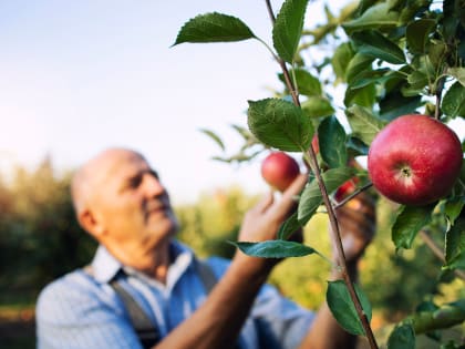 Ученые посчитали, сколько яблок в день нужно есть для профилактики рака