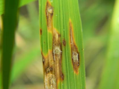 Узловая и метельчатая форма пирикуляриоза риса           