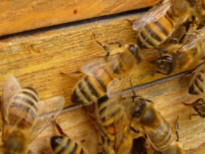 В Краснодаре займутся развитием пчеловодства