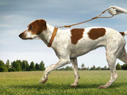 Самовыгул животных – ЗАПРЕЩЕН!