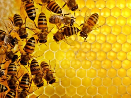 ЗАО «Приморское» предупреждает население и владельцев пасек о проведении запланированных работ по ОБРАБОТКЕ ПОСЕВОВ озимой пшеницы в период &nbsp;с 23 апреля по 27 апреля 2024 года