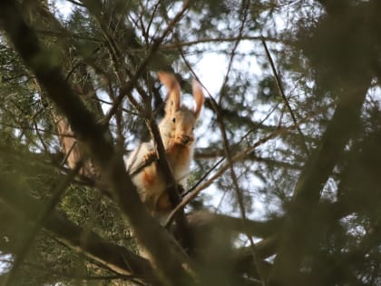 В парк нашего города