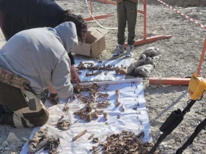 НОВОРОССИЙСКИЕ ПОИСКОВИКИ НАШЛИ ОСТАНКИ ДВОИХ ВОИНОВ-МАЛОЗЕМЕЛЬЦЕВ