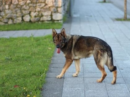 11 мая в Южно-Кубанском сельском поселении будет организован отлов бездомных собак