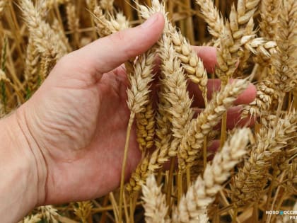Новороссийский комбинат хлебопродуктов установил рекорд по отгрузке зерна на экспорт