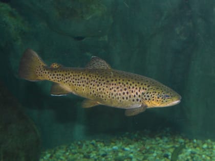 Рыбоводные хозяйства Сочи вносят вклад в сохранение рек в рамках национального проекта «Экология»