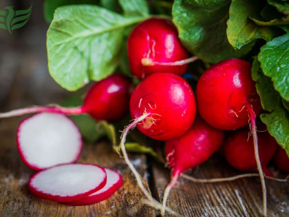Редис: полезные свойства корнеплода и противопоказания при определенных заболеваниях