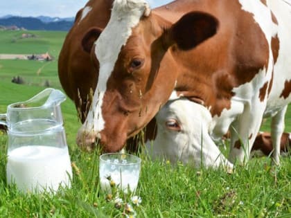 Закупка молока у населения