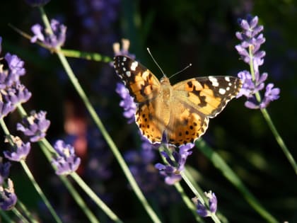 Каким на Кубани бывает июнь? Дождь и запарка, ягодный рай и малая жатва