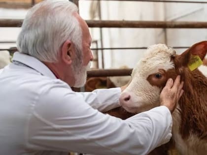 Правительство выделит 1 млрд рублей на закупку ветеринарных лекарств