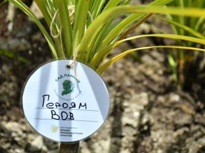 Сочинцы присоединились к патриотическим акциям «Сад памяти» и «Окна Победы»