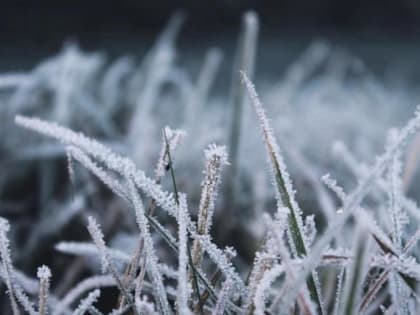 В Крыму и Ростовской области ожидают заморозки