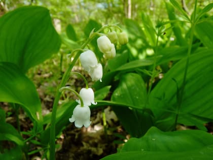 Каким на Кубани бывает апрель? Сады цветут и овощи сажают