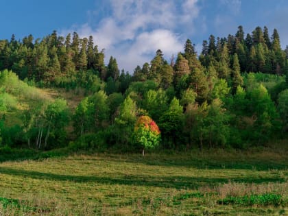 С начала эпидсезона на Кубани клещи покусали более 500 человека