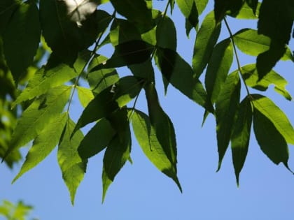 ​Вокруг Анапы и Гулькевичей планируют создать лесопарковые зеленые пояса