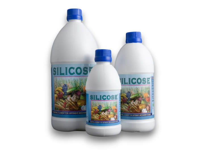 SILICOSE