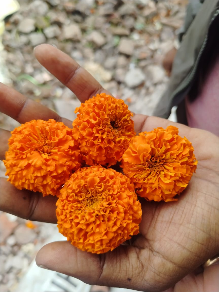 Mr. Ramchandra Tukaram Patil