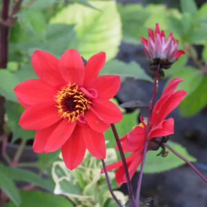 Bishop of Llandaff dahlia with scarlet flowers and dark bronze foliage