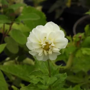 Boom Boom White ball dahlia flower, ideal for cutting and arranging