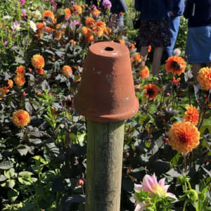 Earwig trap made from an upturned pot on a cane among dahlia plants