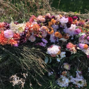 Dahlia flowers at various stages showing which blooms to deadhead