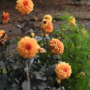 David Howard dahlias in full flower showing burnt orange blooms against dark bronze foliage