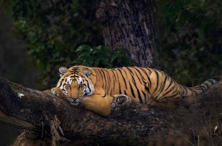 JIM CORBETT-NAINITAL-RANIKHET