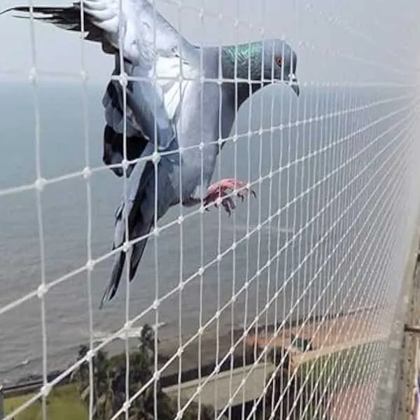 Pigeon net Bangalore