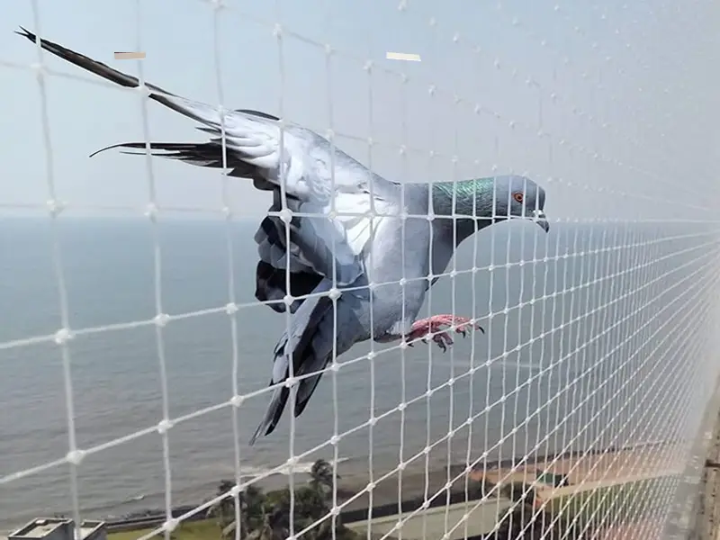 Pigeon net anti bird netting balcony terrace installation Hyderabad — HDPE UV resistant KVJ Services