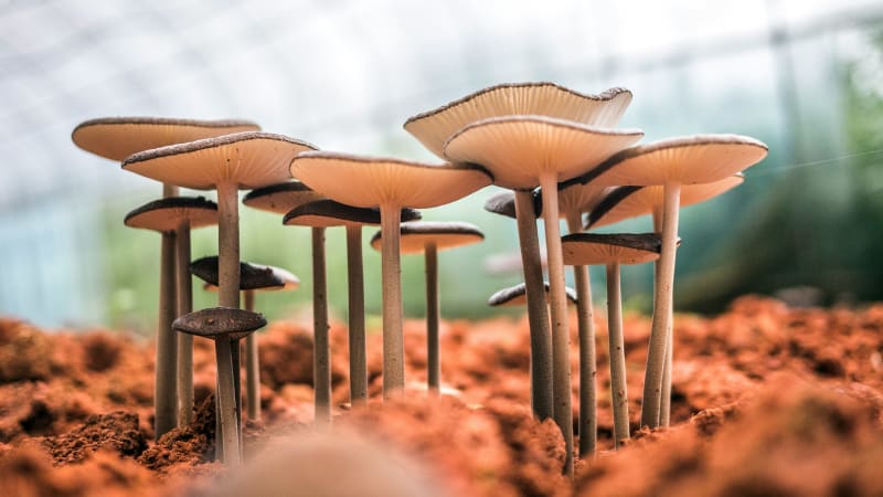 Mushroom Coffee Benefits: Complete Guide to Brands, Science & Brewing (2025)