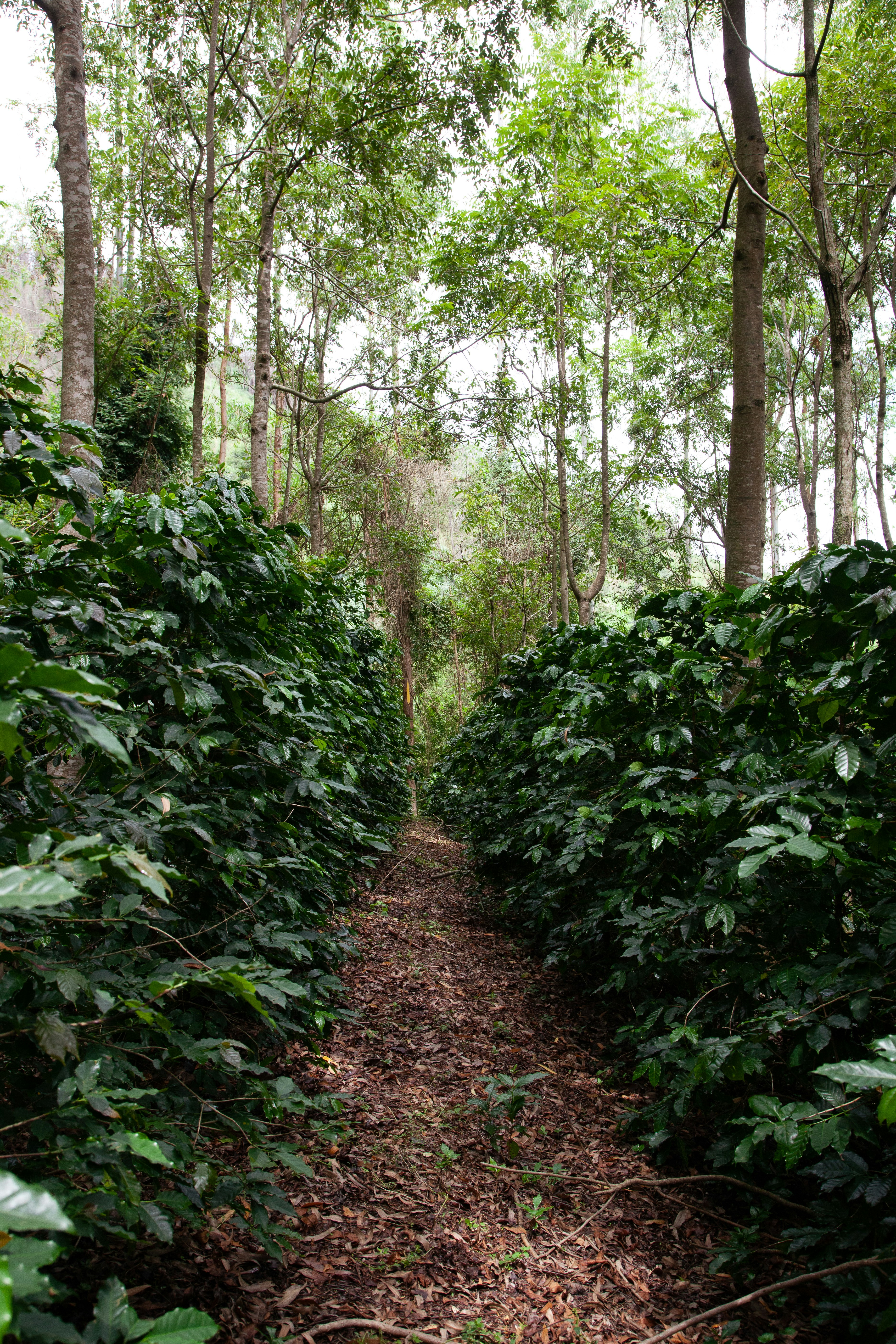 Where Does Coffee Come From? The Origins, Production & Environmental Impact of Your Cup